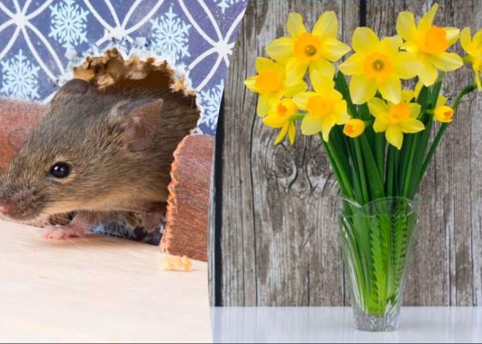 5 Tanaman Hias yang Ampuh Usir Tikus dari Rumah, Mengeluarkan Aroma yang Dibenci Hama