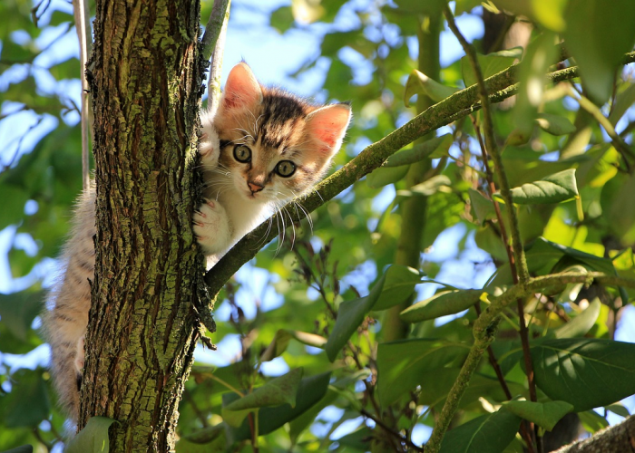 Ternyata Ini Alasan Kucing Gemar Naik Pohon, Simak Penjelasan Ini Supaya Tidak Salah Memperlakukannya!