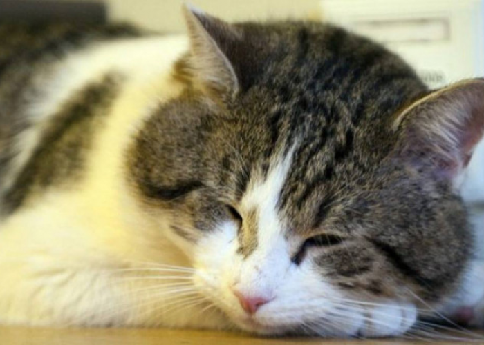 Penyakit Pada Kucing Kampung dan Cara Mengatasinya