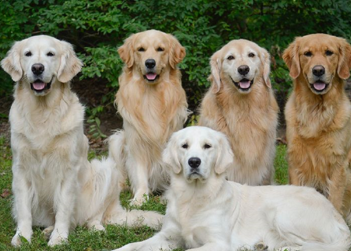 Inilah 10 Jenis Anjing Terjinak yang Cocok Dijadikan Sebagai Hewan Peliharaan