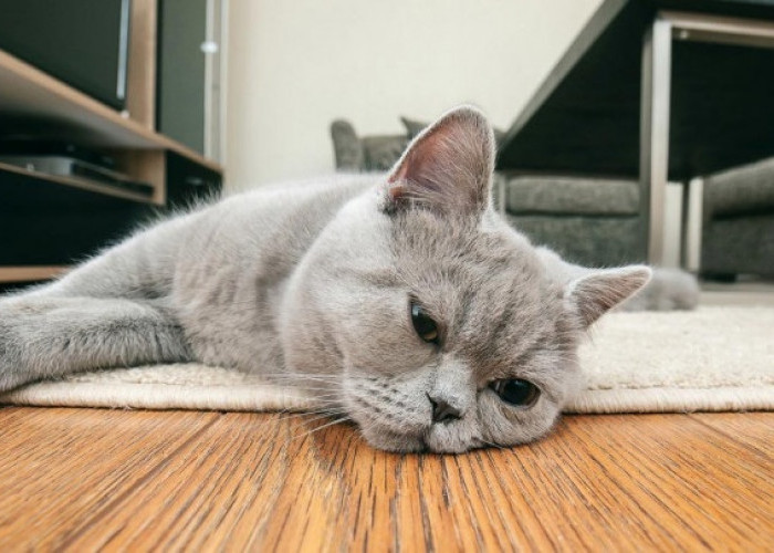 Kenapa Kucing Kabur Dari Rumah? Inilah 5 Alasan Kucing Kabur, Majikan Harus Ketahui Penyebabnya!