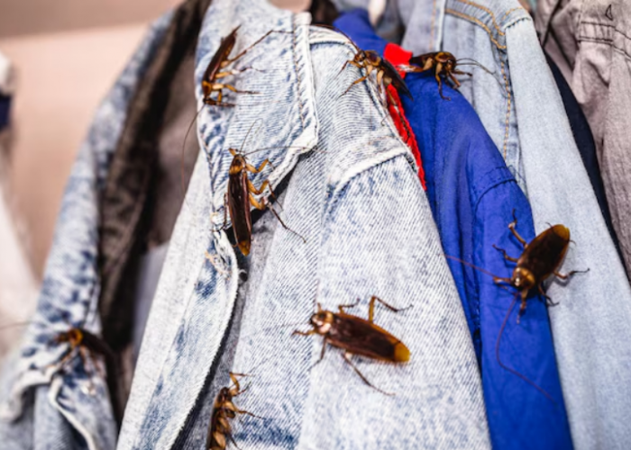 Ambil Baju Jadi Tenang, 5 Cara Mengusir Kecoak di Lemari Pakaian, Waspada Pakaian Terkena Bakteri!
