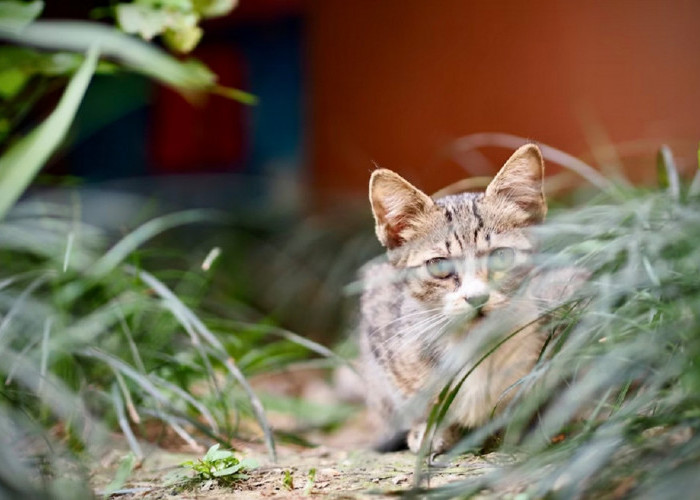 Mengenal 5 Tanaman Yang Tidak Disukai Kucing, Cocok di Tanam di Depan Halaman Untuk Mengusir Kucing Liar