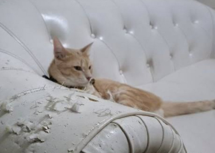 Sofa Rusak Dicakar Kucing, Lakukan Hal Ini untuk Mengurangi Efek Cakaran Anabul