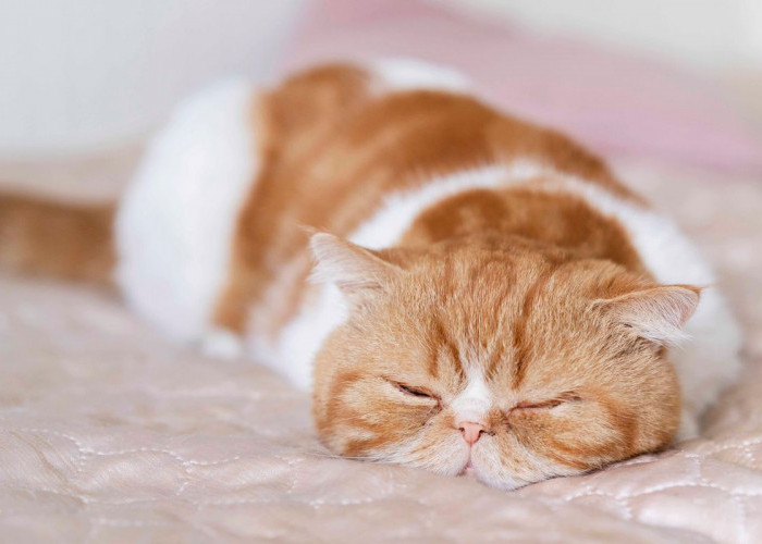 Apa yang Membuat Kucing Sedih? Ternyata Inilah 4 Penyebab Anabul Sedih, Alasannya Bikin Terharu!