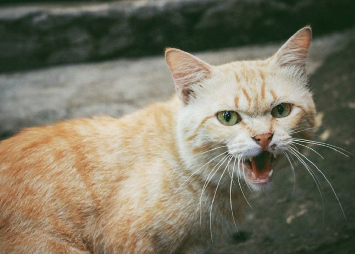 Mengenal 6 Hal Yang Paling di Benci Kucing, Para Catlovers Sebaiknya Hindari!