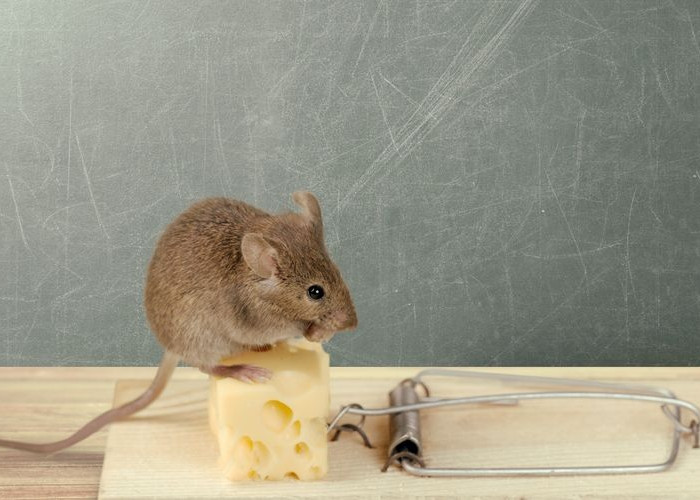 Berikut 5 Makanan Kesukaan Tikus di Rumah Bisa Jadi Pemancing Jebakan Sehingga Mudah Tertangkap, Ketahui Yu!