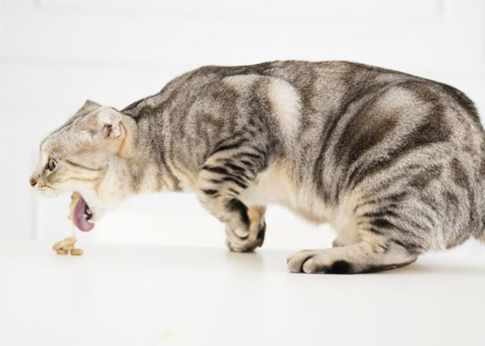 Waspada! Inilah 5 Jenis Penyakit Berbahaya yang Bisa Menjangkit Kucing Peliharaan Anda
