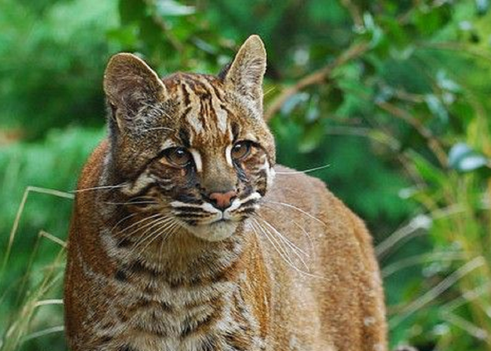 Mengenal Lebih Dekat Kucing Emas Asia, Si Predator Kecil yang Gesit dari Hutan Sumatera