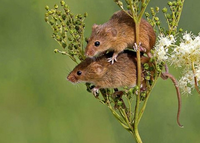 Baunya Bikin Tikus Pusing, Ini Dia 5 Aroma Yang Tidak Disukai Tikus, Cocok Untuk Mengusir Tikus Keluar Rumah