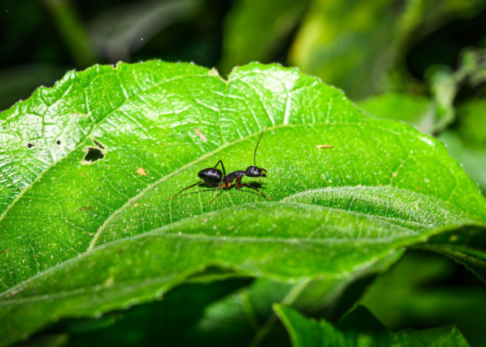 Ternyata Ini 4 Alasan Kenapa Tanaman Hias Disemutin, Benarkah Semut Jai Hama bagi Tanaman?