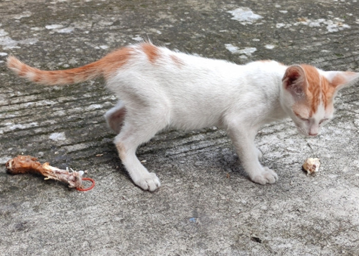 3 Cara Mengetahui Kucing Sedang Sedih, Serta Cara Mengatasinya! Simak Sampai Habis