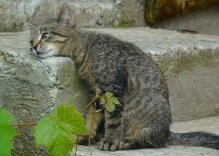 Dianggap Kotor, Ternyata Kucing Liar Sangat Bermanfaat Jika Dipelihara! Berikut 5 Manfaat Pelihara Kucing Liar