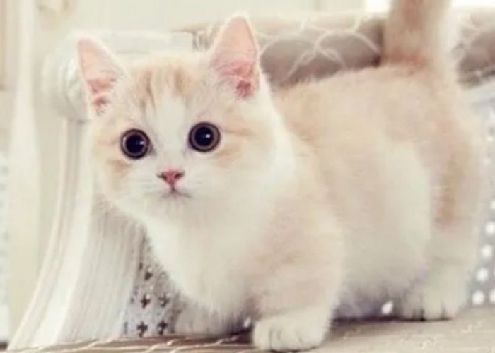 Ingin Punya Peliharaan Imut dan Lucu? Ini Nih 5 Ras Kucing Kaki Pendek, yang Mungil dan Menggemaskan