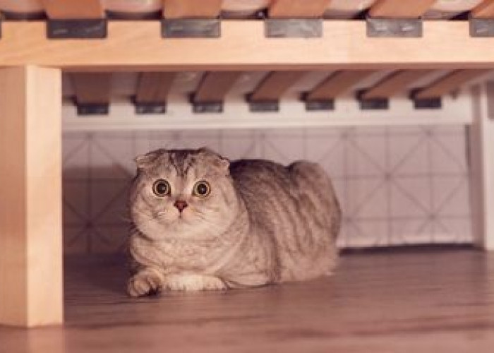 Kenapa Kucing Mengumpat Dibawah Kasur? Inilah 4 Alasan Unik dan Jarang Diketahui Majikan, Ketahui Yu!