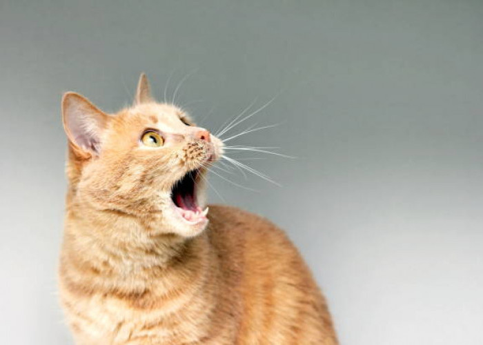 6 Penyebab Kucing Menjadi Galak, Begini Cara Mengatasinya, Cat Lovers Wajib Tahu!