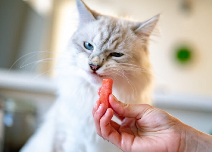 Ini Dia 5 Penyebab Kucing Mogok Makan, Bisa Jadi Tanda Masalah Kesehatan Yang Serius Lho! 
