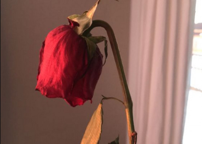 Memiliki Duri Tajam, Inilah 6 Jenis Bunga Yang Dilarang Ditanam Di Rumah