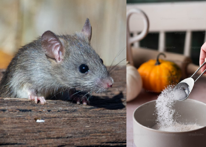 Ampuh! Inilah Cara Mengusir Tikus dengan Baking Soda, Tikus Langsung Kabur