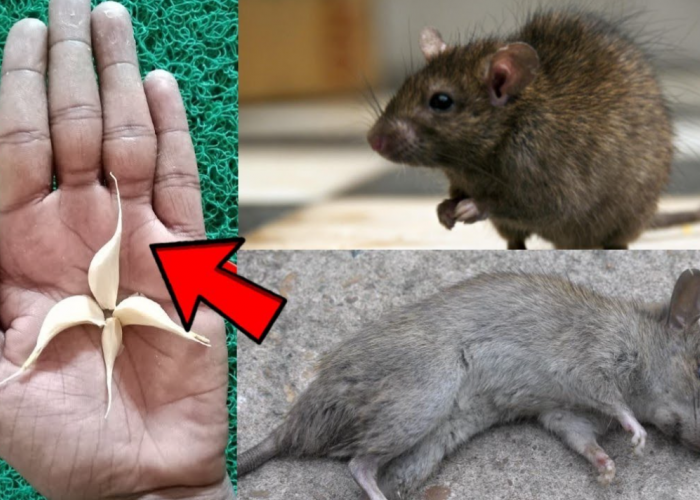 Apakah Bawang Putih Bisa Mengusir Tikus? Berikut 6 Langkah Membuat Pestisida dari Bawang Putih