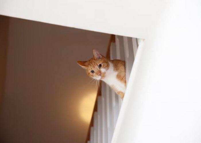 Ternyata Kucing Suka Tempat Tinggi, Inilah 6 Aktivitas yang Disukai Kucing yang Perlu Diketahui Pemilik Anabul
