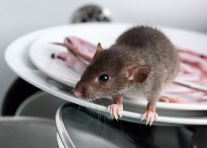 5 Macam Penyakit yang Disebabkan Tikus yang Harus Diwaspadai, Bahaya Hama Berkeliaran di Rumah