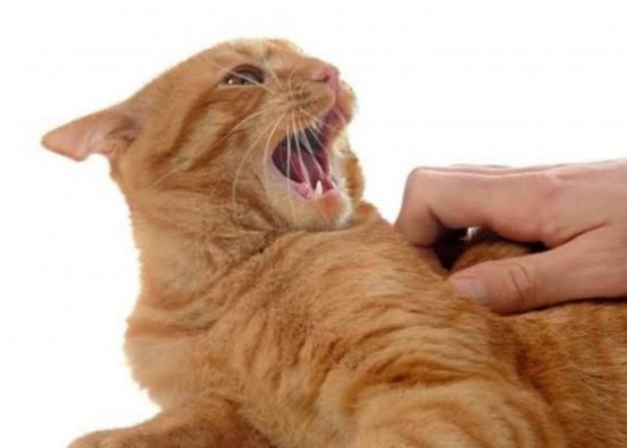 Kok Galak? Ternyata Ini 4 Penyebab Kucing Menjadi Agresif dan Cara Mengatasinya