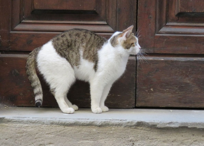 Kenapa Kucing Liar Suka Datang Ke Rumah Kita? Ternyata Ini 7 Alasan Kucing Liar Suka Mampir Ke Teras Rumah