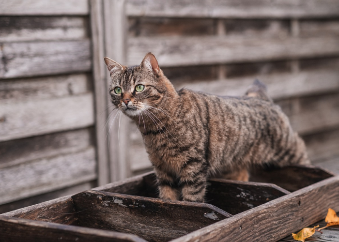 Ini Jam Makan Terbaik Untuk Kucing Sesuai Dengan Jenisnya, Cat Lovers Wajib Tahu! Simak Penjelasan Berikut Ini