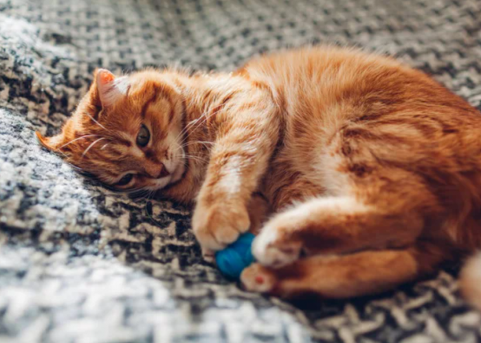 Penting! Inilah 6 Perawatan Kucing Setelah Steril, Berapa Lama Penyembuhan Kucing Steril?