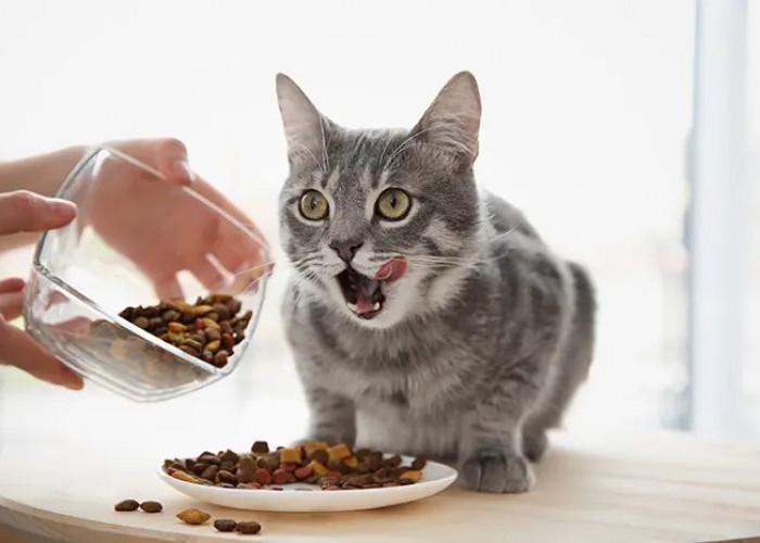 Kandungan Gizi Makanan Kucing (Wet Food dan Dry Food) Ternyata Memiliki Harga Murah, Inilah 3 Produknya!