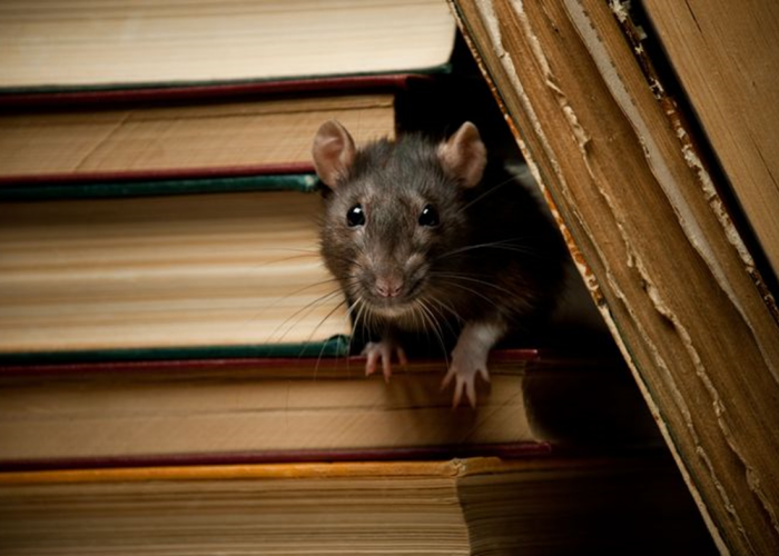Berikut Jenis Tikus yang Sering Muncul di Rumah Kita, Pernah Lihat?