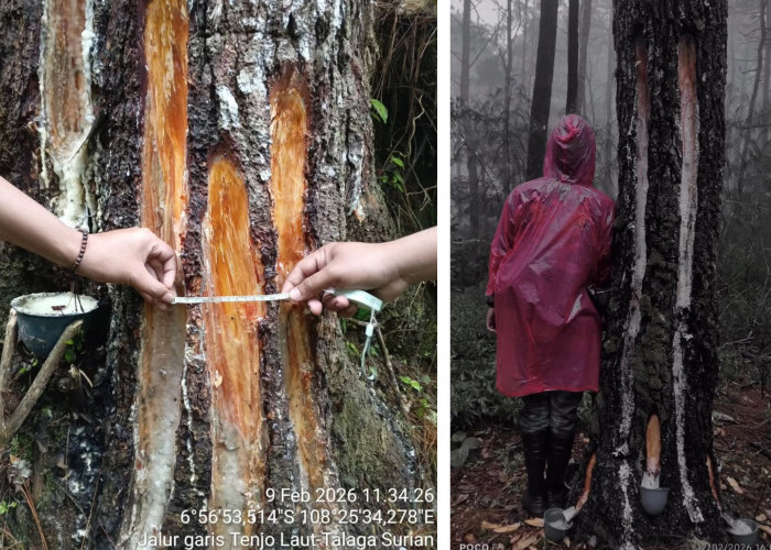 Penyadapan Getah Pinus Sudah Berlangsung Lama, Bupati Dian: Kewenangan Ada di Pusat