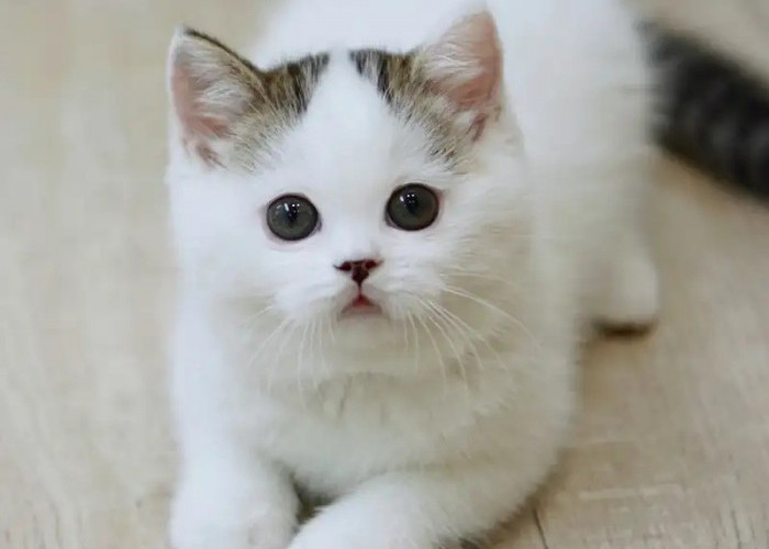 30 Nama Kucing Pembawa Rezeki, Sangat Menarik Dan Mudah Diingat!