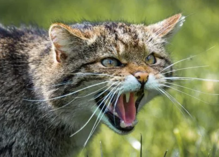 Sederhana tapi Anabul Tidak Suka! 5 Perilaku Manusia yang Bikin Kucing Marah yang Sering Tidak Disadari
