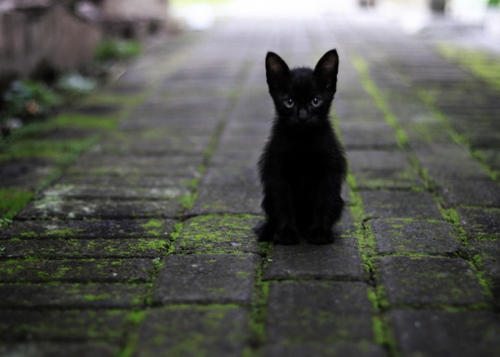 Berikut 5 Arti Mimpi Kucing Hitam yang Berdampak pada Kehidupan, Gak Selalu Buruk Loh!