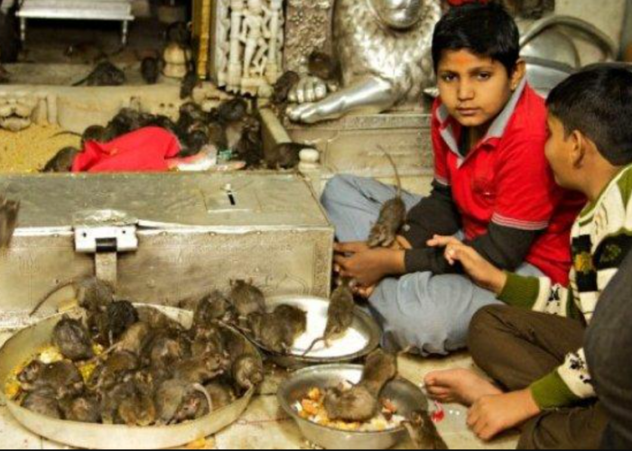 Kenapa Tikus Disembah di India? Hama yang Dibasmi Justru Jadi Sosok yang Suci di Kuil Karni Mata