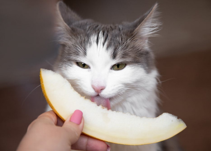 Apakah Kucing Boleh Makan Buah? Inilah 6 Buah-buahan yang Aman Dikonsumsi Kucing, Bisa untuk Camilan Sehat