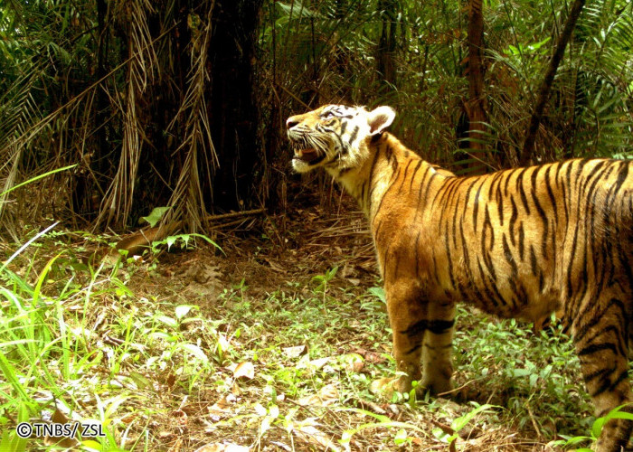 Hubungan Unik Harimau dengan Orang Jawa, Sumatera dan Bali, Diposisikan Terhormat, Dipanggil 'Mbah Buyut'