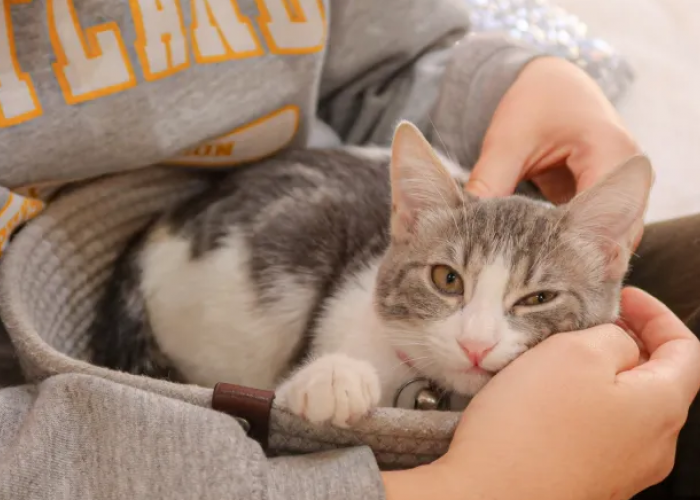 Pemilik Anabul Wajib Tahu! Inilah 6 Perilaku Kucing Sebelum Mati yang Perlu Kalian Perhatikan