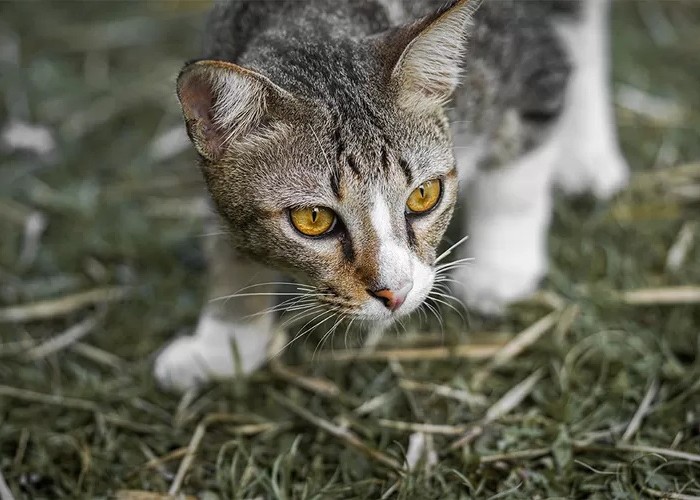 Cara Unik Mengusir Kucing Tanpa Menyakiti dengan Aroma dan Cahaya, Apakah Bisa Membuat Kucing Jera?