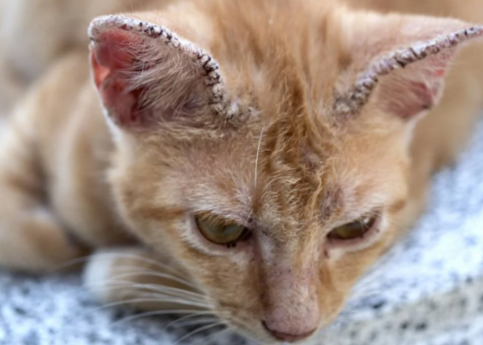 5 Cara Memandikan Kucing Jamuran dan Kutuan, Solusi agar Anabul Berhenti Garuk-Garuk