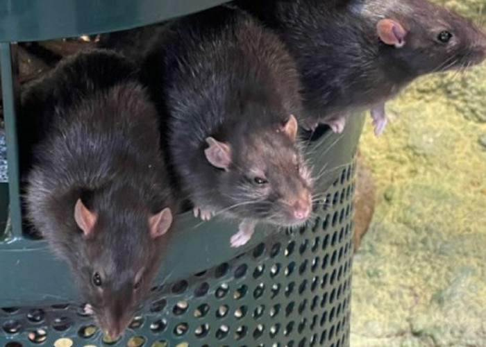 Baunya Bikin Tikus Mabuk dan Pergi! Ini Dia 6 Bau Alami Yang Tidak Disukai Tikus