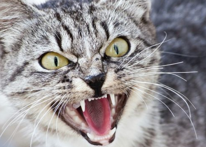 10 Cara Meluluhkan  Kucing Garang Yang Sering Cakar Cakar! Ternyata Sangat Mudah