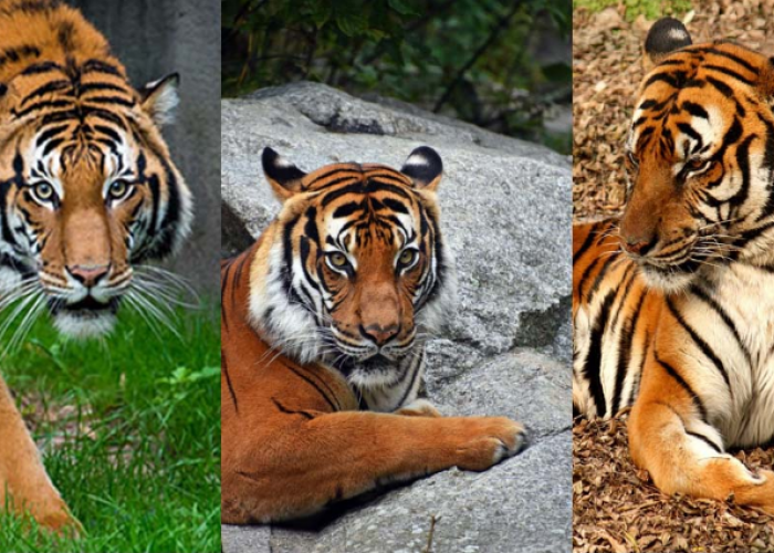 2 Kucing Besar Terkecil, Inilah Perbedaan Harimau Jawa dan Harimau Bali yang Sama-Sama Dinyatakan Punah