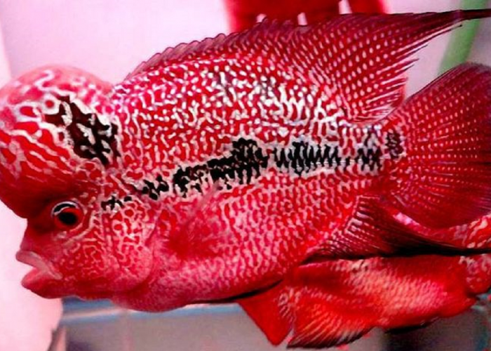 Selain Pembawa Keberuntungan, Ikan Louhan Juga Memiliki Beberapa Mitos Lainnya