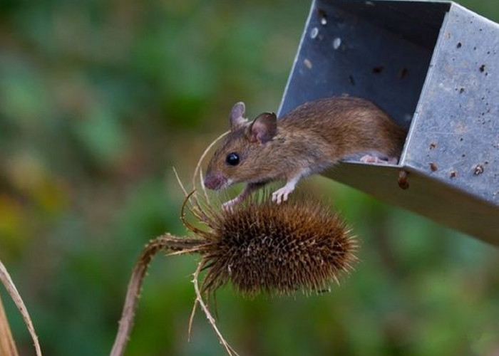 Tikus Benci Aromanya, Inilah 5 Bau Tanaman Yang Tidak Disukai Tikus, Segera Tanam!