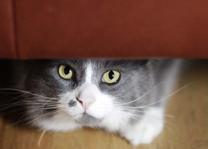 Caramu Kurang Tepat! Berikut 5 Cara Mengusir Kucing Kampung dengan Halus atau Tanpa Kekerasan