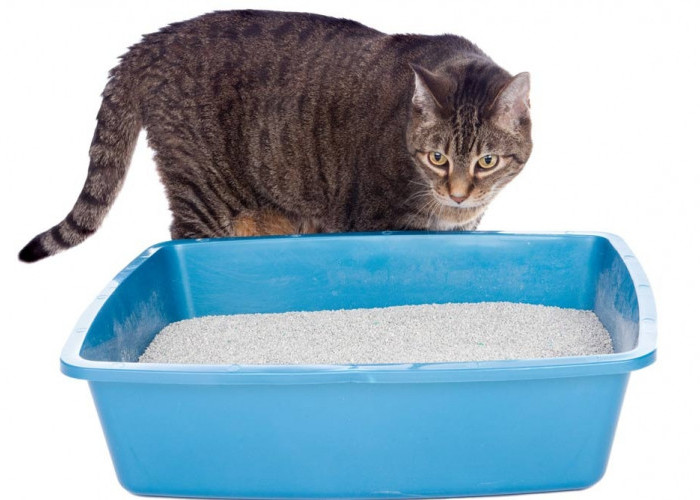 Unik Sekali! Inilah 4 Cara Mengatasi Bau Kotoran Kucing di Pasir Litter Box, Ternyata Mudah  dan Sangat Ampuh!