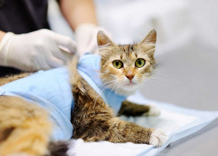 Inilah Cara Baru Mensteril kucing! Yuk Simak 2 Cara Steril Kucing Tanpa Operasi, Pemilik Anabul Wajib Simak